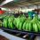 Exportadores de banano defienden legalidad de ventas FAS