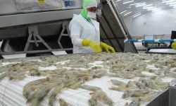 Exportadores ecuatorianos proponen agenda gubernamental centrada en seguridad y competitividad