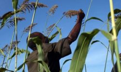 El aumento de las temperaturas hace cada vez más necesario diversificar los cultivos