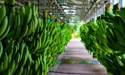 Ecuador y Rusia alcanzan acuerdos cruciales para la exportación de banano