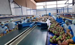 Ecuador abre nuevas fronteras para su mango