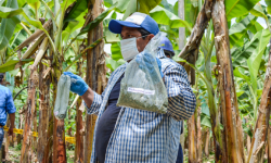 Uso de Trichoderma beneficia a bananeros de El Oro en medio de desafíos económicos globales
