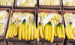 Ecuador introduce un nuevo código para el sector bananero