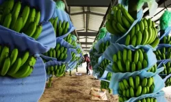 ECUADOR: Agricultura regenerativa y biodiversidad del suelo: Temas clave en la Cumbre del Banano 2025