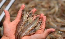 Ecuador lanza la Guía Nutricional del Camarón para promover su consumo consciente y saludable