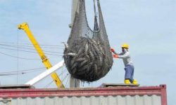 ECUADOR: XIII Expopesca reunirá a más de 130 marcas y 25 países para dinamizar la industria pesquera en Guayaquil