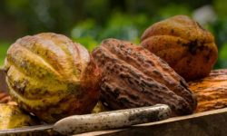 ¿Cuánto costará el cacao, el oro y el petróleo en 2025? Esto proyecta el Banco Mundial para estos productos clave de Ecuador