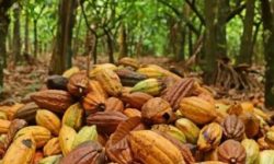 ECUADOR: Atacames prepara primera Feria Nacional del Cacao
