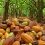 ECUADOR: Atacames prepara primera Feria Nacional del Cacao
