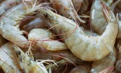 Ecuador impone récord con su mayor pabellón en Seafood Expo Global 2025