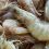 Ecuador impone récord con su mayor pabellón en Seafood Expo Global 2025