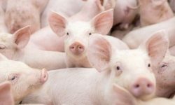 ECUADOR: Retos y oportunidades del sector porcino se debatirán en Guayaquil este mayo