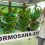 ECUADOR: Formosana 218 demuestra alta tolerancia al Fusarium en banano y avanza su validación en Ecuador