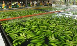El Boom del Banano: Una Fruta que Cambió la Historia y el Comercio Mundial