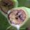 ECUADOR: Este martes se inaugura en Guayaquil el foro “Ecuador Libre del Moko”, clave para la protección del banano y plátano