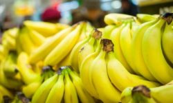 ECUADOR: Machala será sede del Foro Productivo Bananero 2025