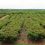 Alianza estratégica impulsa plataforma para medir huella de carbono en el agro ecuatoriano