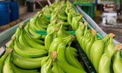 Banano ecuatoriano crece con fuerza en el 2025