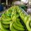Banano ecuatoriano crece con fuerza en el 2025