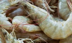 ECUADOR: Conservación inteligente potencia exportaciones de camarón
