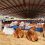 ECUADOR: Con nueva imagen se inaugura hoy la feria ganadera de Santo Domingo