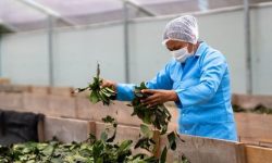Ecuador oficializa subpartida arancelaria para la exportación de guayusa
