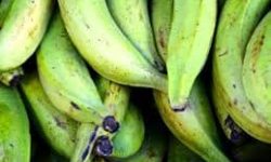 ECUADOR: Crisis en el plátano: gremio pide abrir nuevas siembras con criterios técnicos