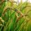 ECUADOR: Cosecha de arroz arrancará en dos meses y no habrá escasez, asegura Corpnoarroz