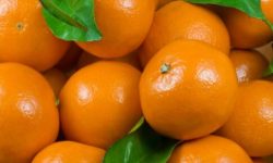 La mandarina ecuatoriana llega por primera vez al mercado de Estados Unidos