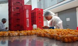 La uvilla ecuatoriana conquistará nuevos mercados: Argentina y Brasil en la mira