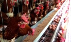 Ecuador es declarado libre de influenza aviar, se abren nuevas oportunidades para el sector avícola