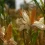 ECUADOR: Productores de maíz en Loja logran acuerdos directos con agroindustria durante enlace comercial