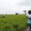 ECUADOR: Cultivos de arroz en Guayas y Los Ríos presentan afectaciones por malas prácticas agrícolas