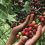 ECUADOR: Desde hoy Ibarra acoge el Encuentro Binacional de Café y Turismo