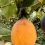 ECUADOR: Granadilla andina bajo la lupa científica