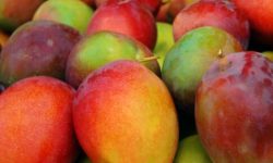 ECUADOR: Mango, el más afectado por aranceles y tarifas