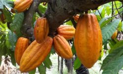 ECUADOR: Firman alianza por una producción de cacao regenerativa
