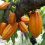 ECUADOR: Firman alianza por una producción de cacao regenerativa