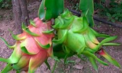 ECUADOR: Pitahaya se suma al proyecto de Ley de Desarrollo Agropecuario