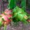 ECUADOR: Pitahaya se suma al proyecto de Ley de Desarrollo Agropecuario