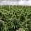 ECUADOR: Cannabis: Asamblea analiza propuesta ciudadana para su regulación