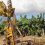 ECUADOR: Posible brote de Fusarium en El Oro está bajo control, a la espera de confirmación oficial