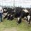 Manjar de leche libre de deforestación apunta a Europa