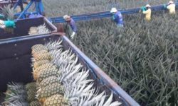 ECUADOR: Piña, carne y arándanos ecuatorianos llegarán a Corea sin aranceles