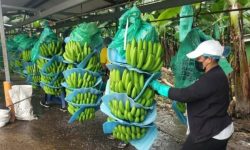 ECUADOR: Bananeros proponen crear INEBAN autofinanciado, no subsidiado