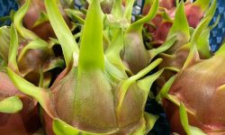 Exportaciones ecuatorianas concretan USD 345,2 millones en negocios hasta octubre de 2025