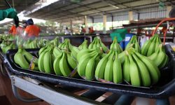 Banano ecuatoriano mantiene su liderazgo global