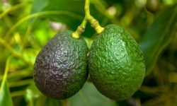 Aguacate orgánico ecuatoriano llega a Rusia